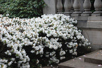 Rhododendron Snow Lady - Ladybird Nursery