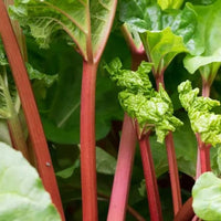 Rhubarb 'Claret Cobbler' (Rheum x hybridum) - Ladybird Nursery