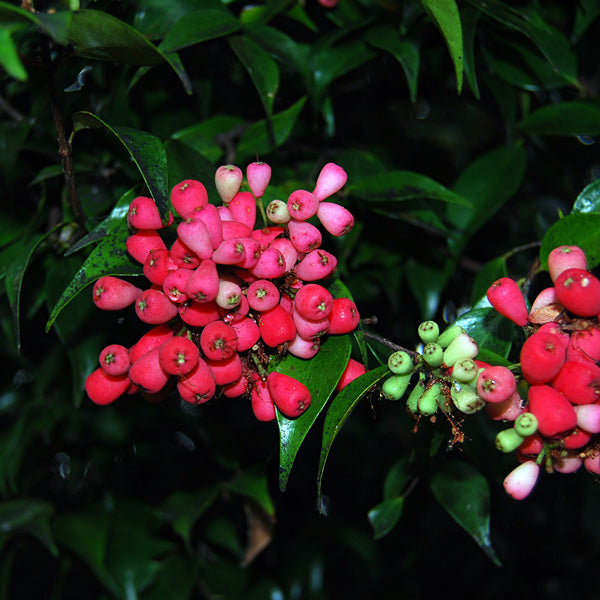 Riberry Lulu (Syzygium luehmannii)