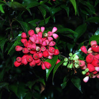 Riberry Lulu (Syzygium luehmannii) - Ladybird Nursery