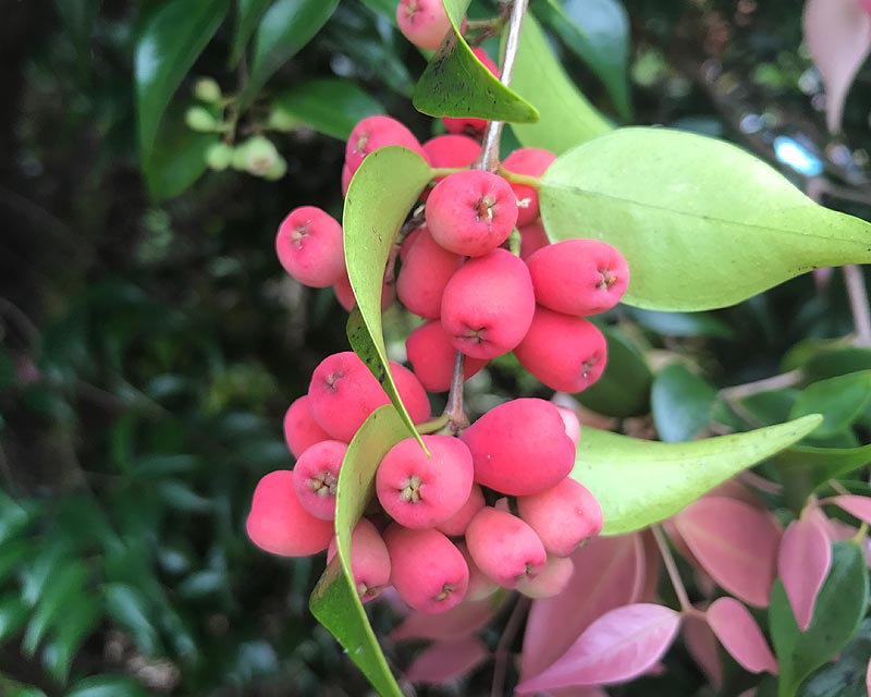 Riberry Lulu (Syzygium luehmannii)
