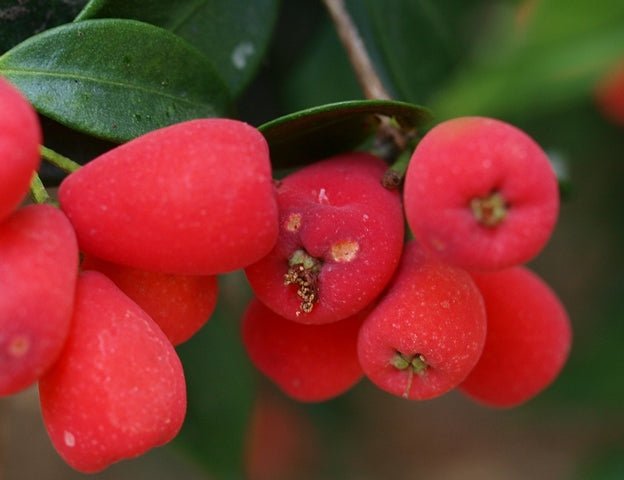 Riberry Lulu (Syzygium luehmannii) - Ladybird Nursery
