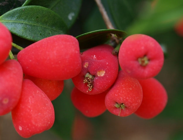 Riberry Lulu (Syzygium luehmannii)