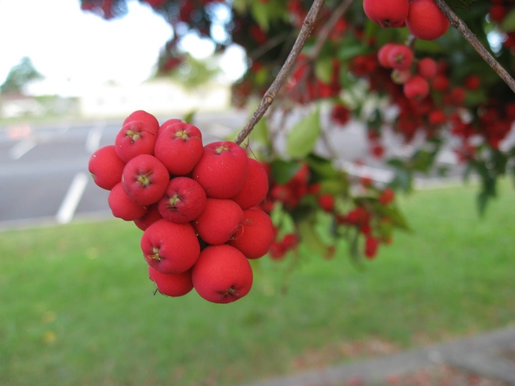 Riberry Lulu (Syzygium luehmannii) - Ladybird Nursery