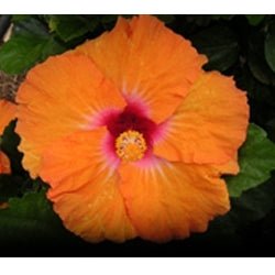 Hibiscus Rio Clara Orange Delight - Ladybird Nursery