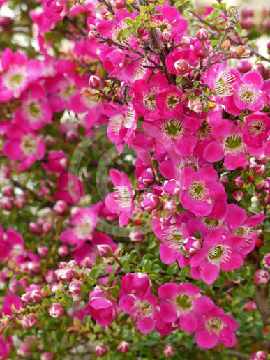 Leptospermum ‘Riot'