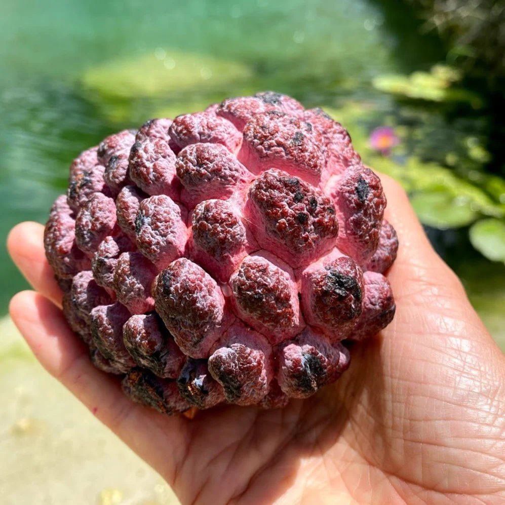 Purple Sugar Apple - Ladybird Nursery