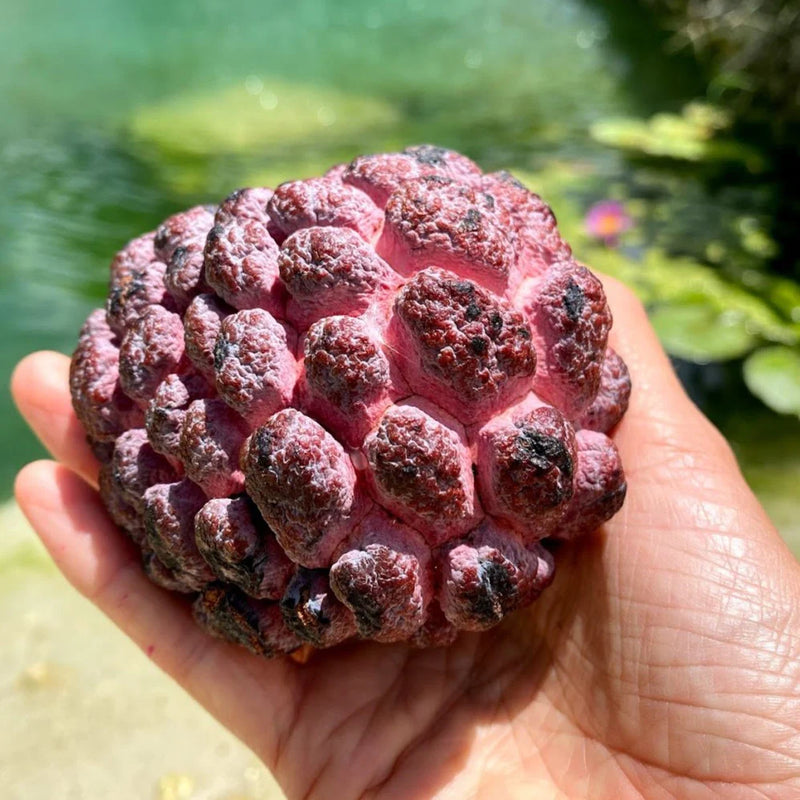 Purple Sugar Apple