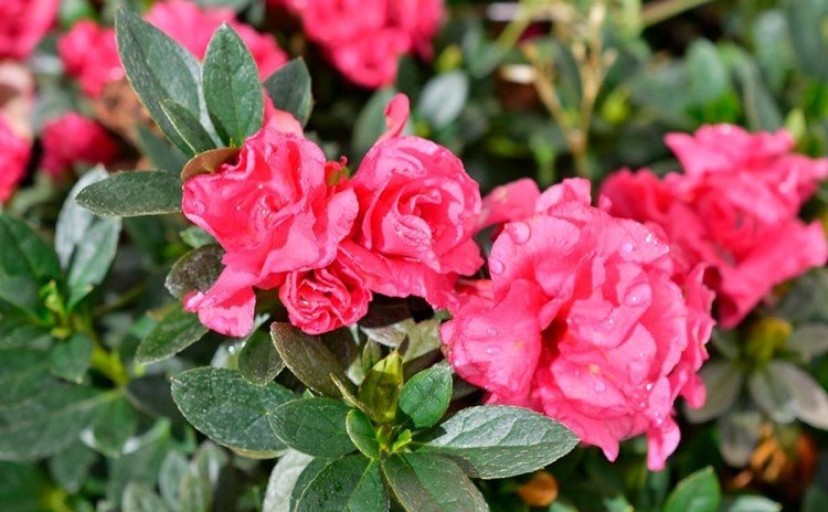 Azalea Ripples - Ladybird Nursery