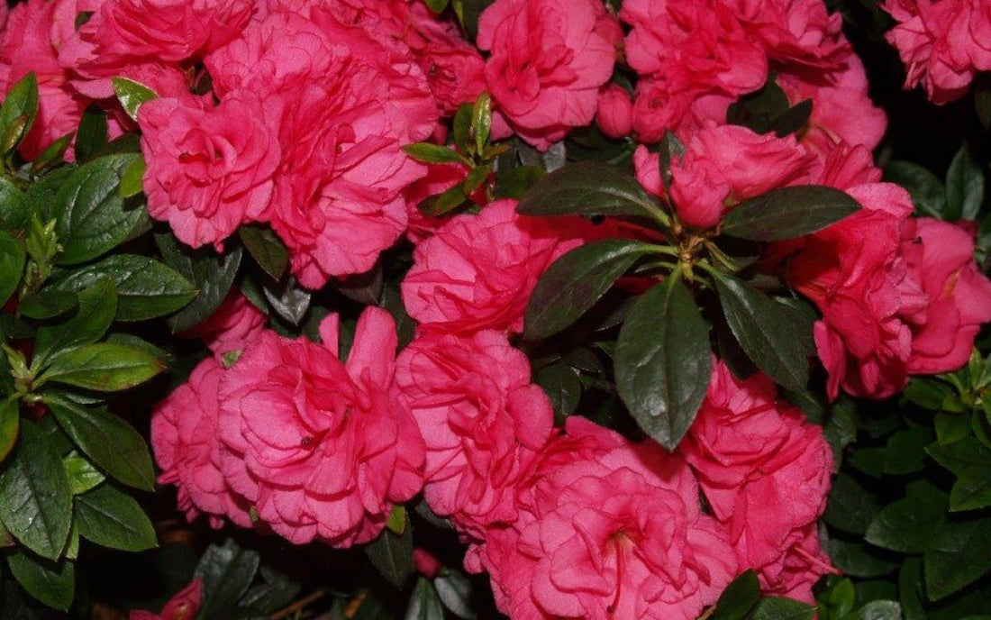 Azalea Ripples - Ladybird Nursery