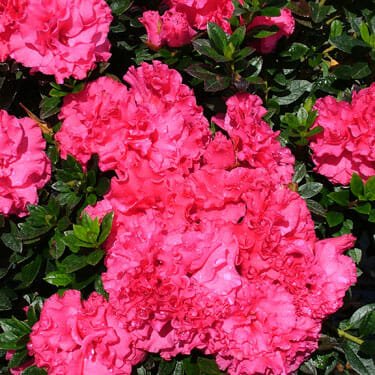 Azalea Ripples - Ladybird Nursery