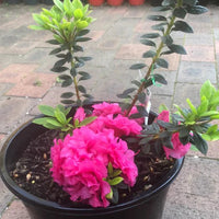 Azalea Ripples - Ladybird Nursery