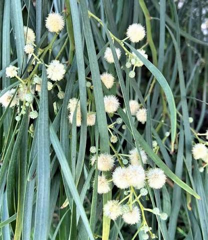 River Cooba (Acacia stenophylla)