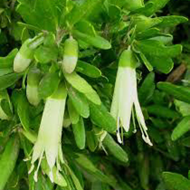 Coliban River (Correa glabra)