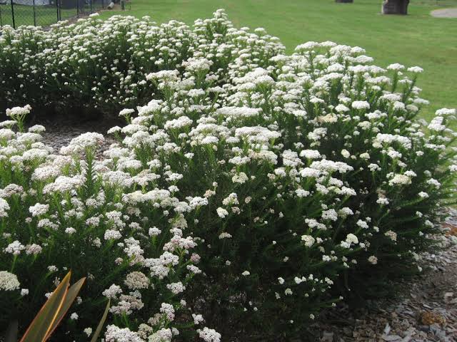 Ozothamnus ‘Petite’ (Dwarf Rice Flower)