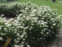 Ozothamnus ‘Petite’ (Dwarf Rice Flower)