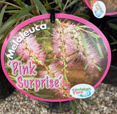 Melaleuca ‘Pink Surprise’ - Ladybird Nursery