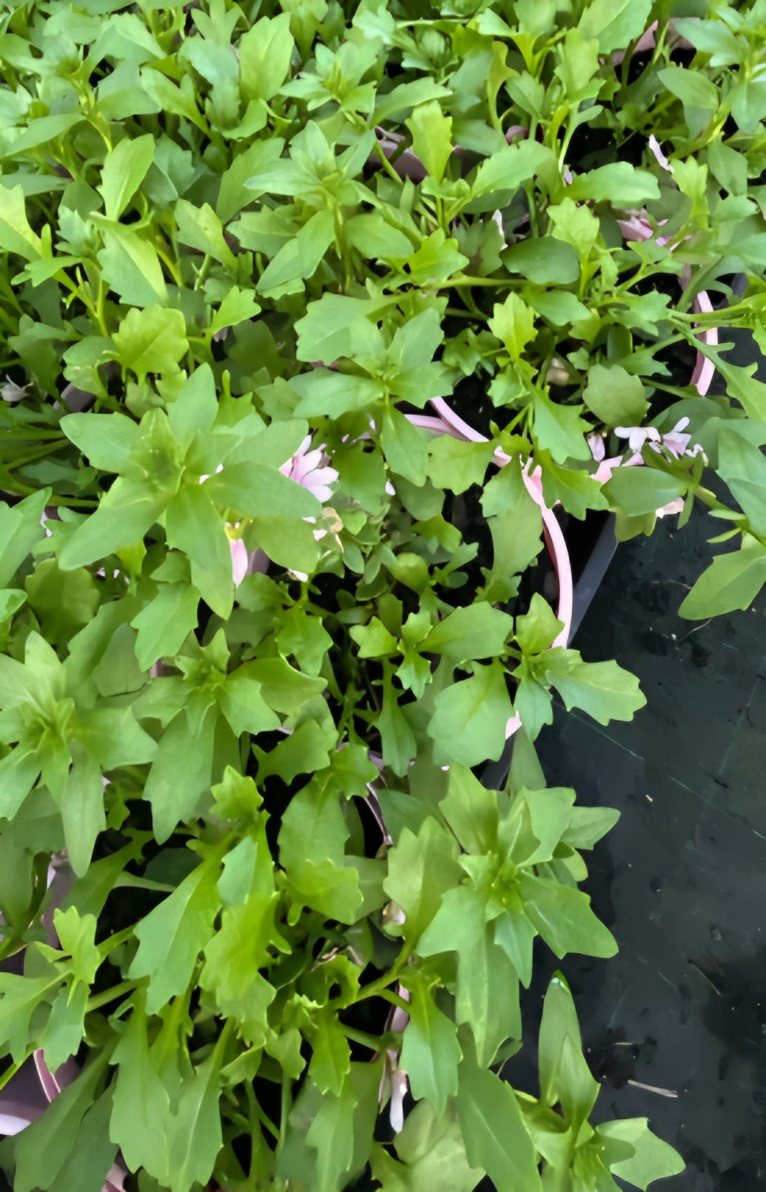Fan Flower 'Fairy Pink' (Scaevola aemula) - Ladybird Nursery