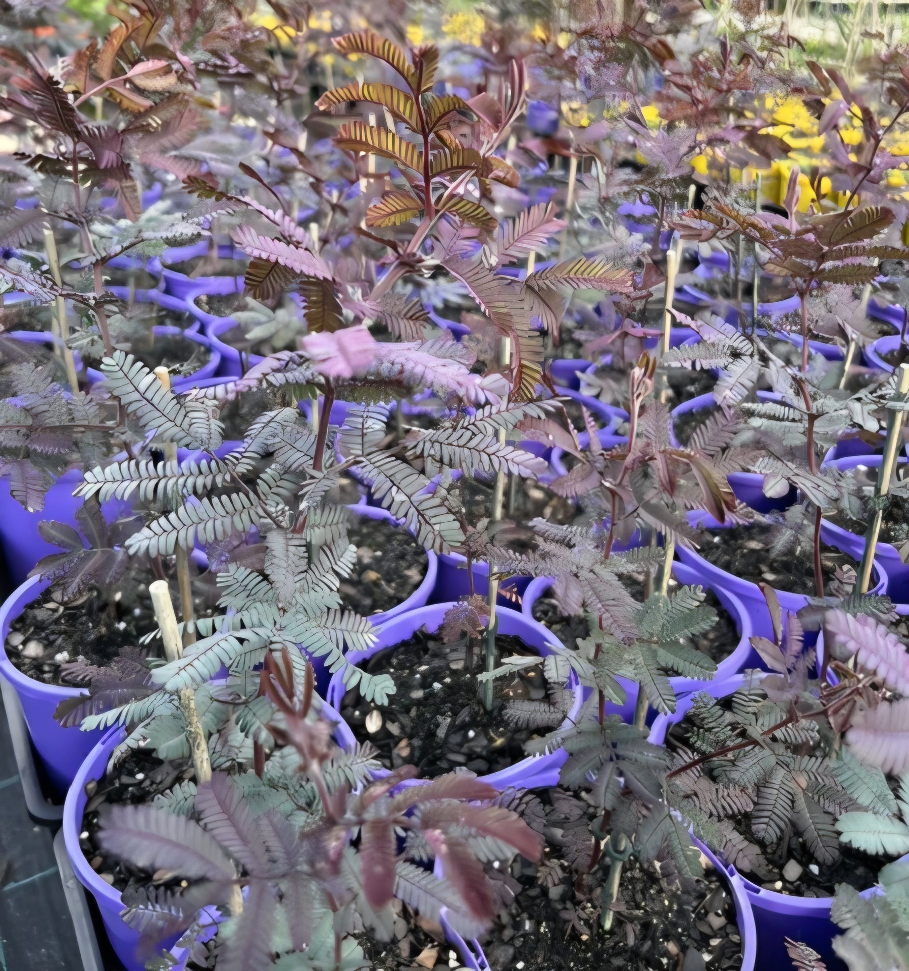 Purple Cootamundra Wattle (Acacia baileyana ‘Purpurea’) - Ladybird Nursery