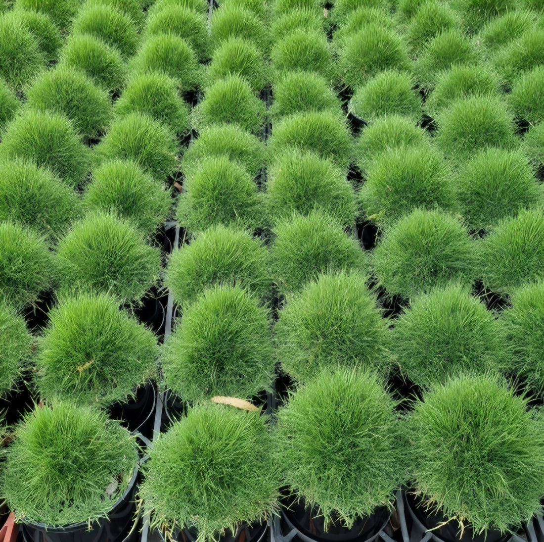 No Mow Grass (Zoysia tenuifolia) - Ladybird Nursery