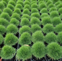 No Mow Grass (Zoysia tenuifolia) - Ladybird Nursery