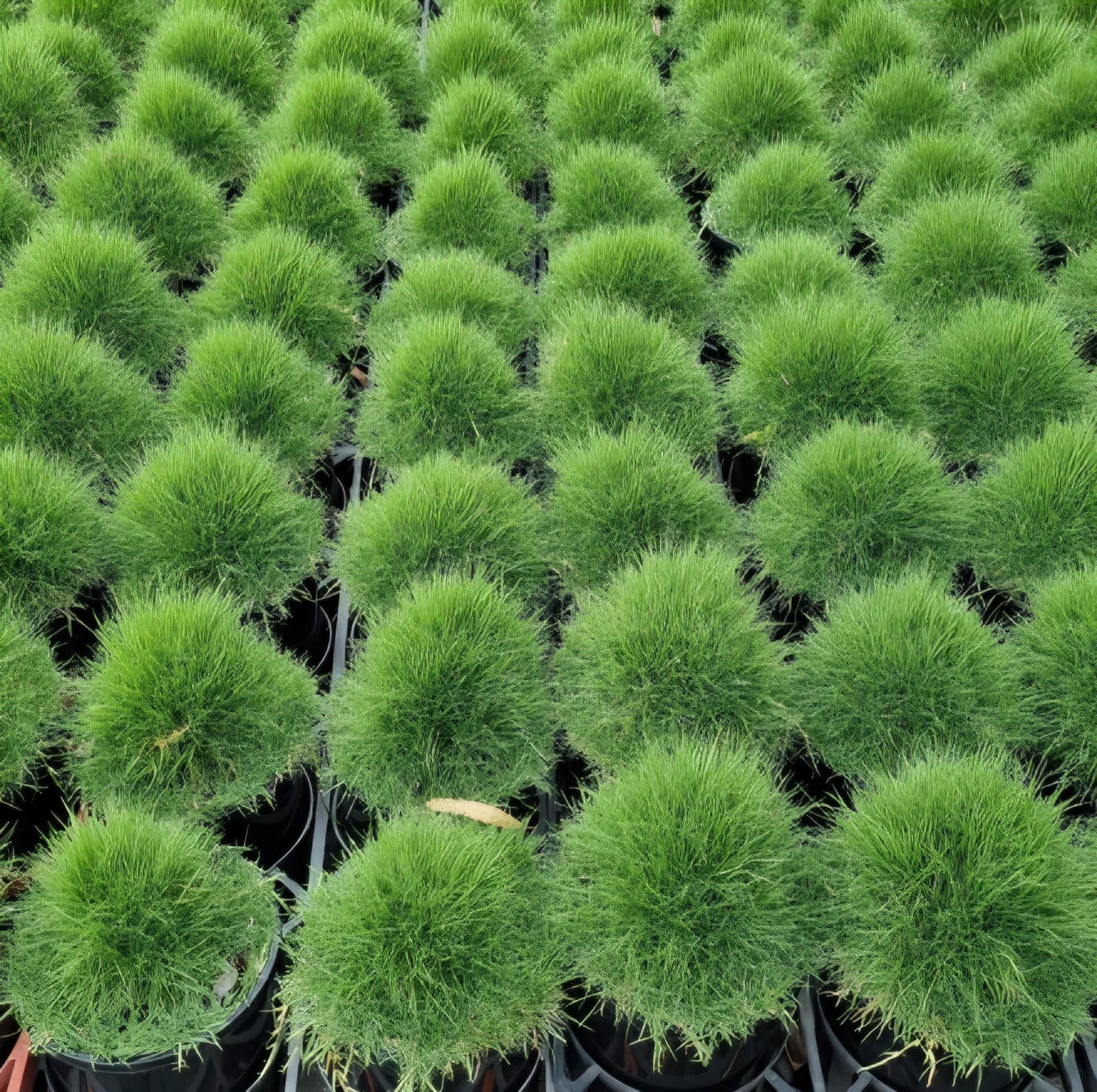 No Mow Grass (Zoysia tenuifolia) - Ladybird Nursery