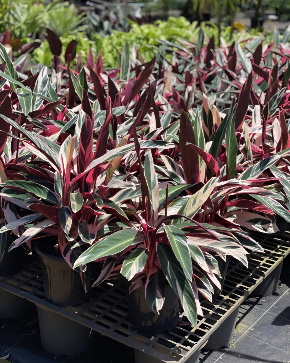 Stromanthe sanguinea 'Triostar' Large - Ladybird Nursery