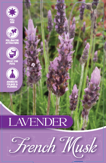 Lavender 'French Musk' (Lavandula stoechas) - Ladybird Nursery