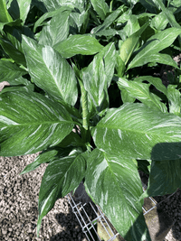 Variegated Peace Lily 'Jet Diamond' (Spathiphyllum) - Ladybird Nursery
