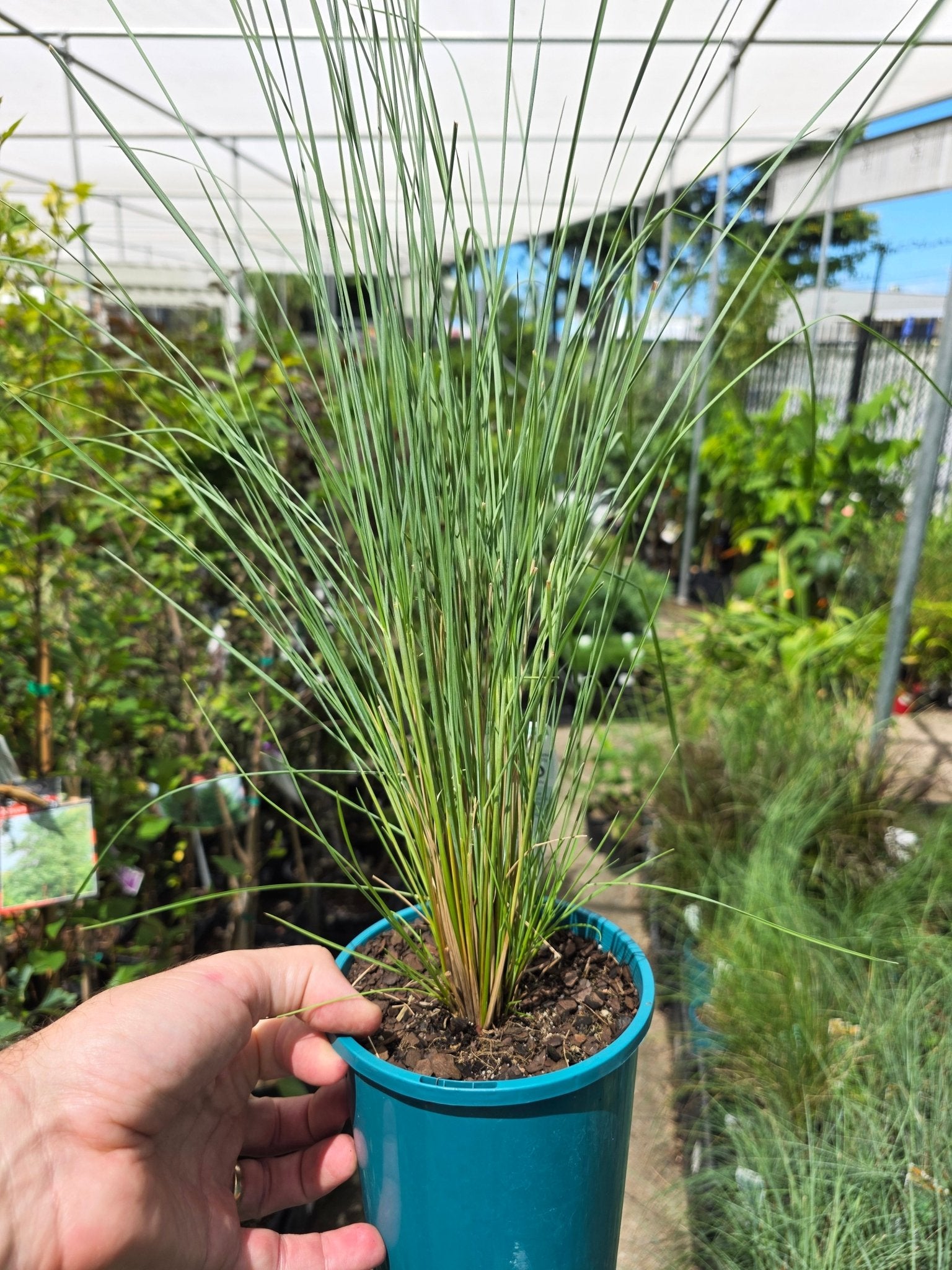Australian Blue Grass (Poa labillardieri) - Ladybird Nursery