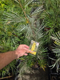 Grevillea Coastal Lemon Glimpse - Ladybird Nursery