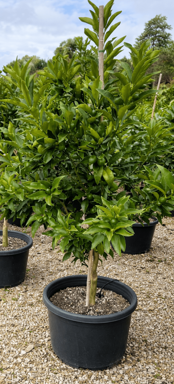 Nagami Kumquat 400mm PICKUP ONLY - Ladybird Nursery