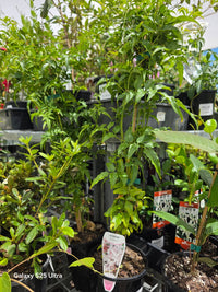 Jasmine (Jasminum polyanthum) - Ladybird Nursery