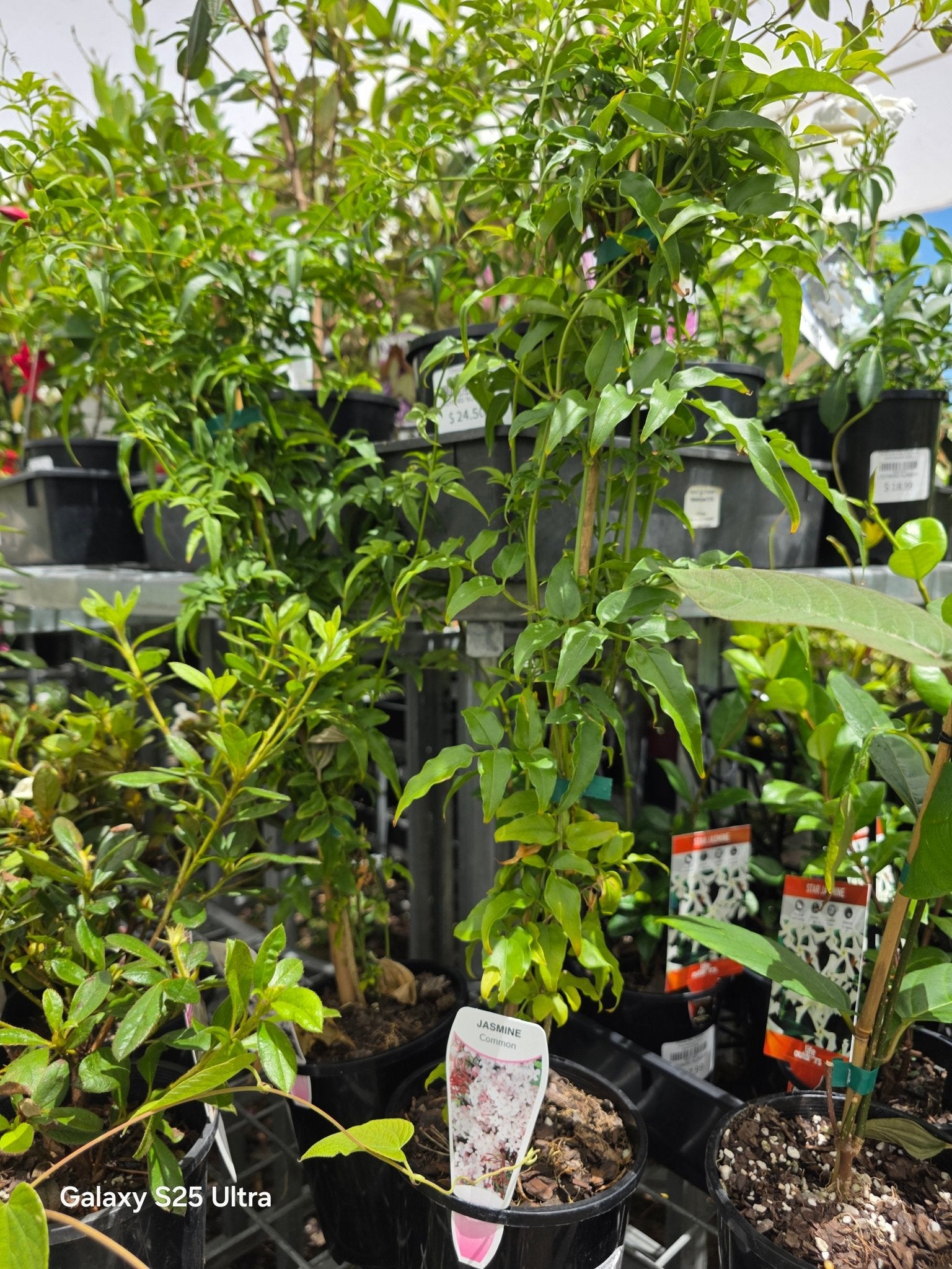 Jasmine (Jasminum polyanthum) - Ladybird Nursery