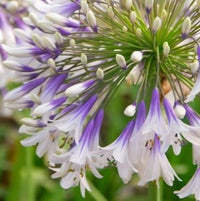 Agapanthus ‘Fireworks’ - Ladybird Nursery