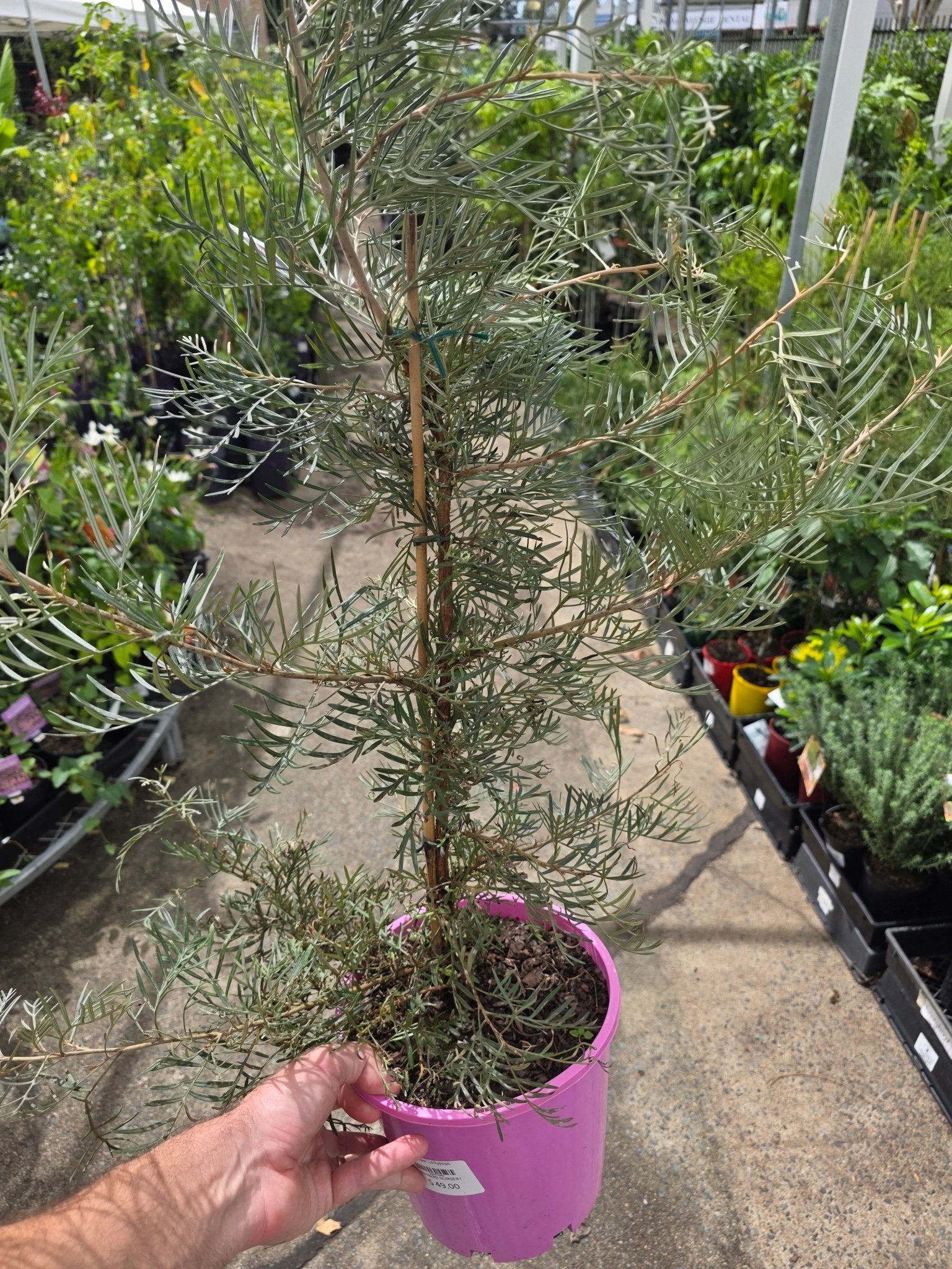 Grevillea 'Lollypops' 200mm Pot - Ladybird Nursery