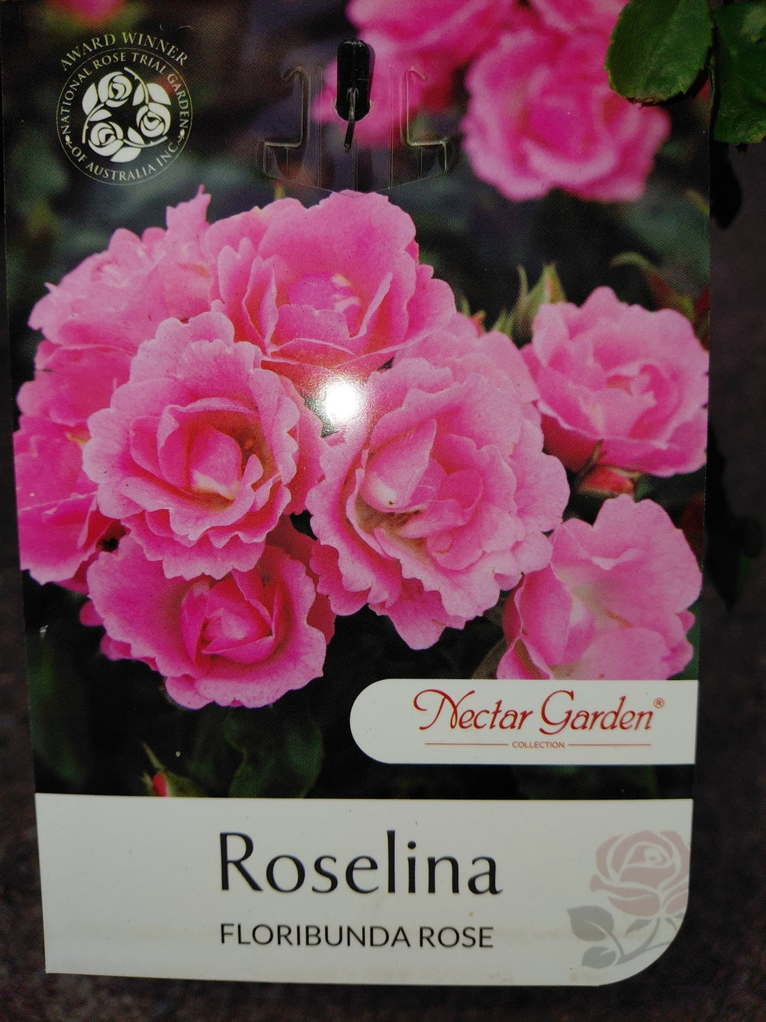 Rose 'Roselina' - Ladybird Nursery