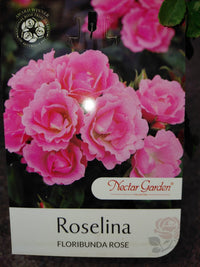 Rose 'Roselina' - Ladybird Nursery
