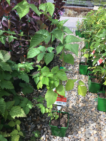 Chilcotin Raspberry (rubus idaeus) - Ladybird Nursery