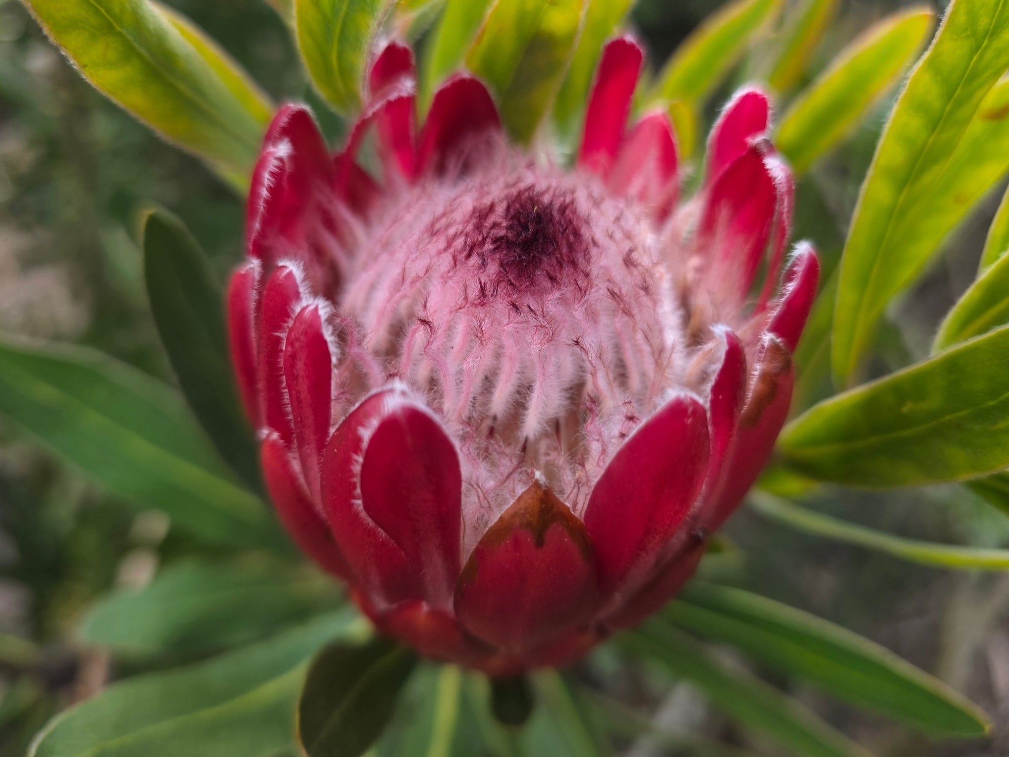 Protea 'Special Pink Ice' - Ladybird Nursery
