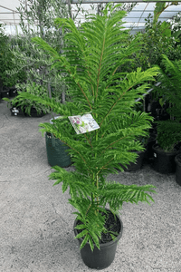 Dwarf Jacaranda Tree "Bonsai Blue" (PICK UP ONLY) - Ladybird Nursery
