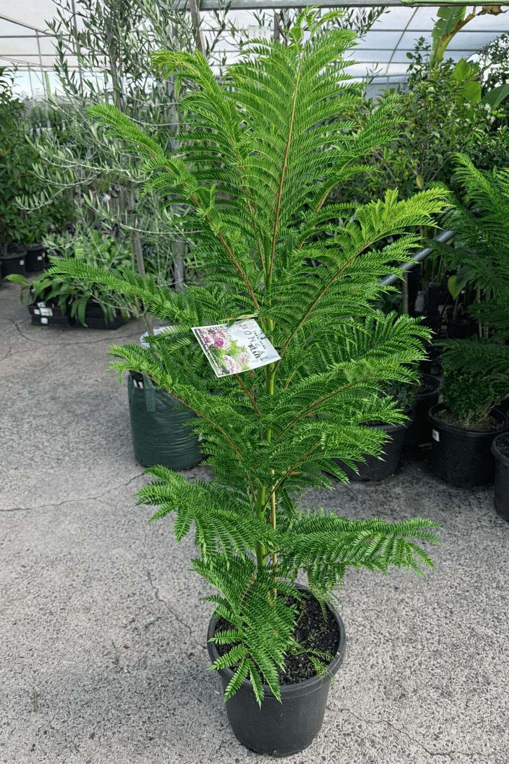 Dwarf Jacaranda Tree "Bonsai Blue" (PICK UP ONLY) - Ladybird Nursery