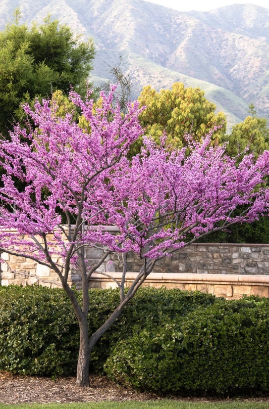 Eastern Redbud 'Forest Pansy' (Cercis canadensis) - Ladybird Nursery