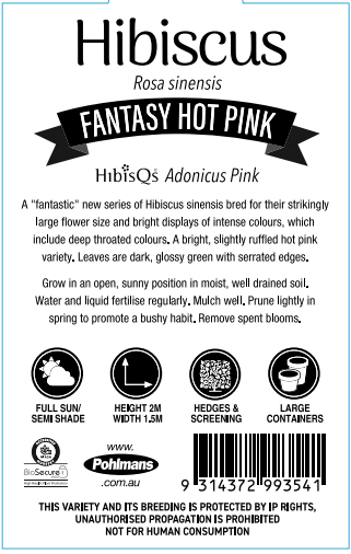 Hibiscus 'Fantasy Hot Pink' (Hibiscus rosa-sinensis) - Ladybird Nursery