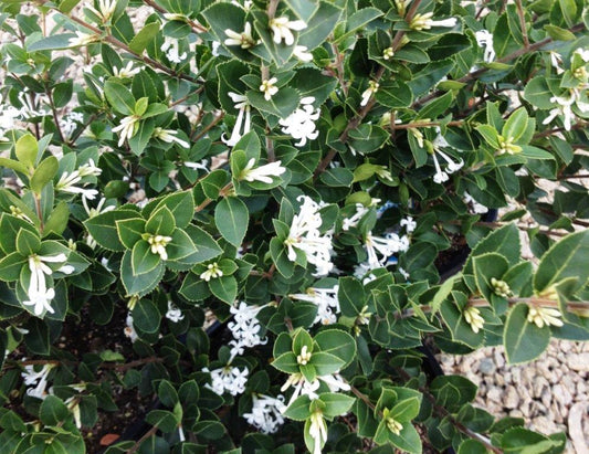 Osmanthus 'Heaven Sent' - Large - Ladybird Nursery