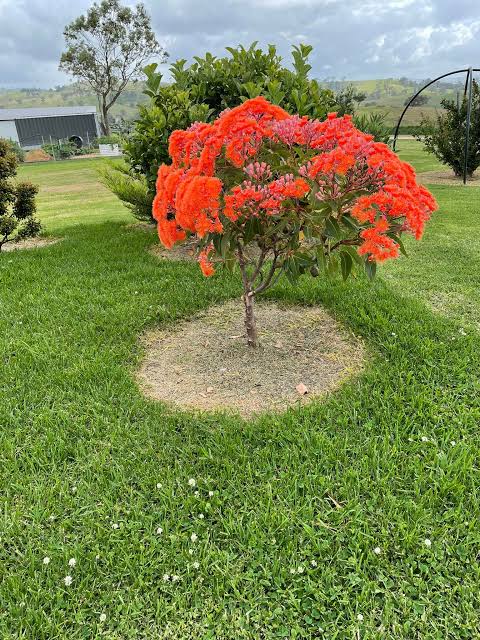 Dwarf Eucalyptus ‘Orange’ (Corymbia ficifolia) - Ladybird Nursery