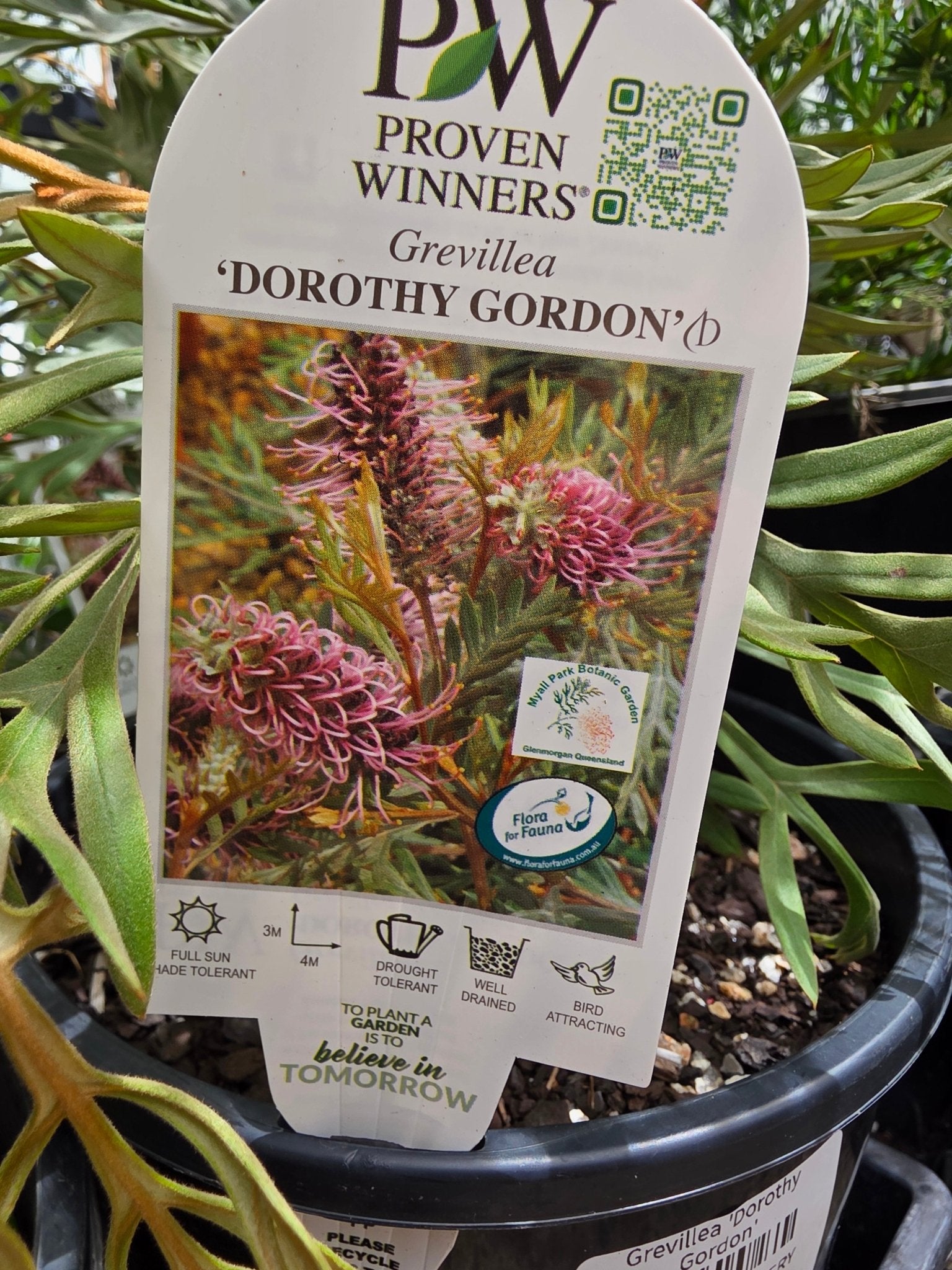 Grevillea 'Dorothy Gordon' - Ladybird Nursery