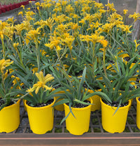 Kangaroo Paw 'Bush Zest' (Anigozanthos) - Ladybird Nursery
