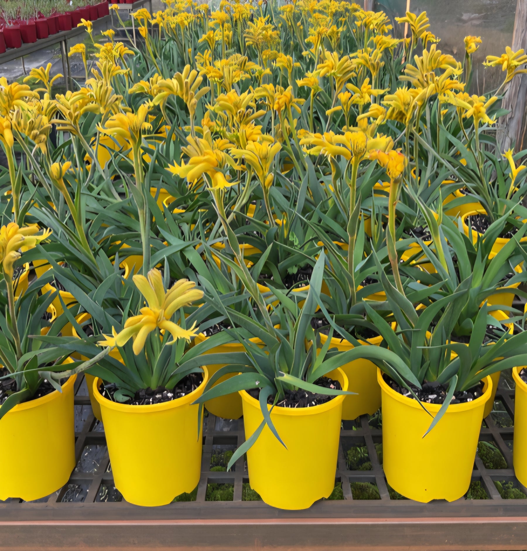Kangaroo Paw 'Bush Zest' (Anigozanthos) - Ladybird Nursery