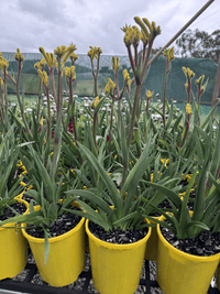 Kangaroo Paw 'Bush Bonanza' (Anigozanthos) - Ladybird Nursery